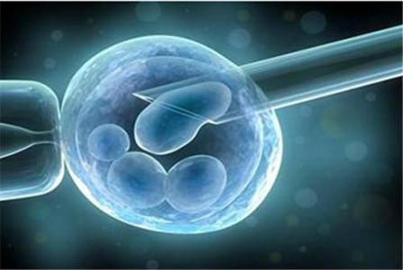 用薄粘膜移植输卵管后，体外受精的成功率是多少？