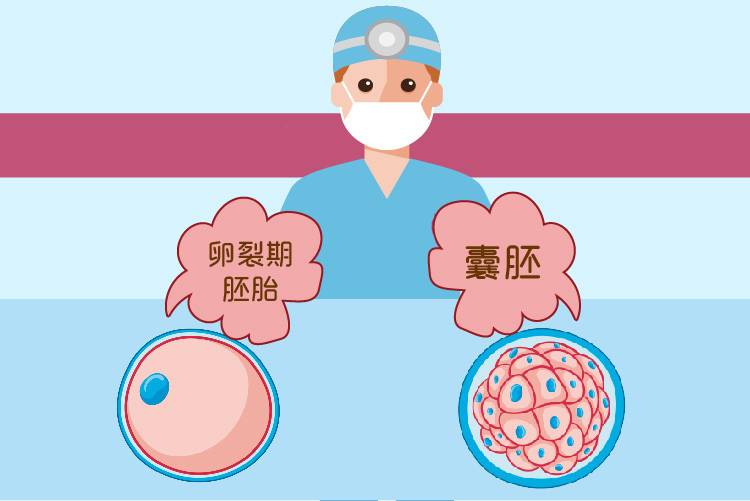 温州供卵试管中介哪家好：试管婴儿中新鲜胚胎、囊胚和冷冻胚胎之间的区别。